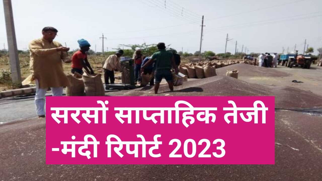 सरसों तेजी मंदी रिपोर्ट 2023