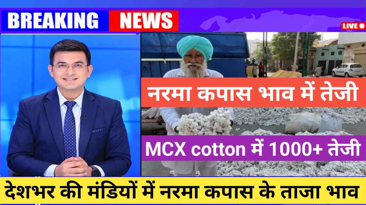 Cotton Rate Today 30 june 2023