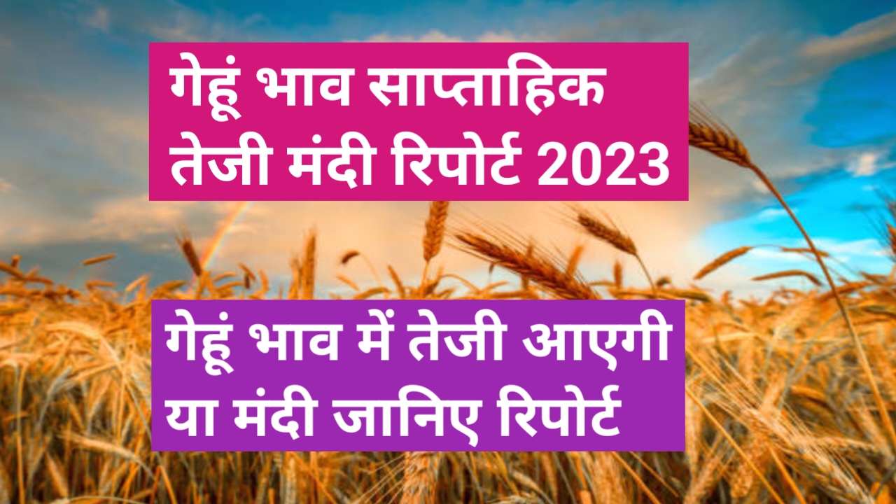 गेहूं तेजी मंदी रिपोर्ट 2023