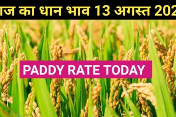 Paddy rate today 13 August 2023