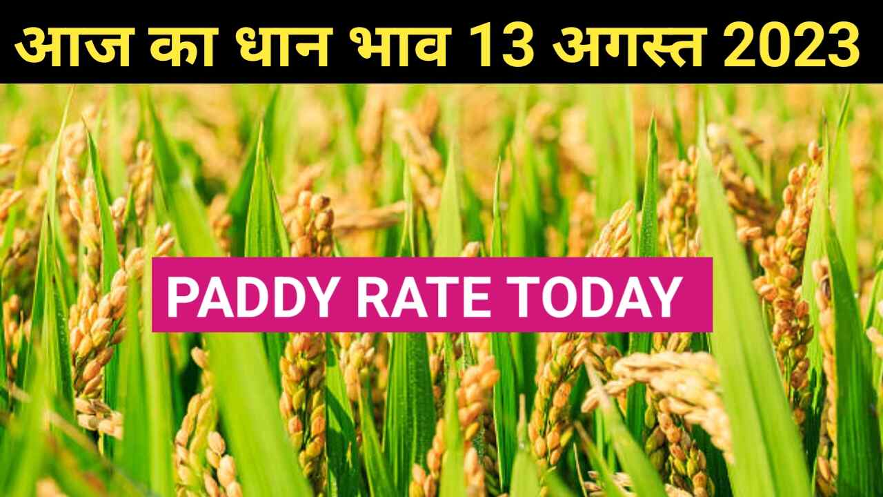 Paddy rate today 13 August 2023