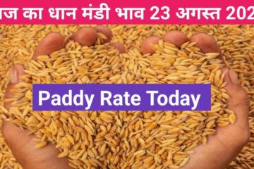 Paddy Mandi rate today 23 August 2023