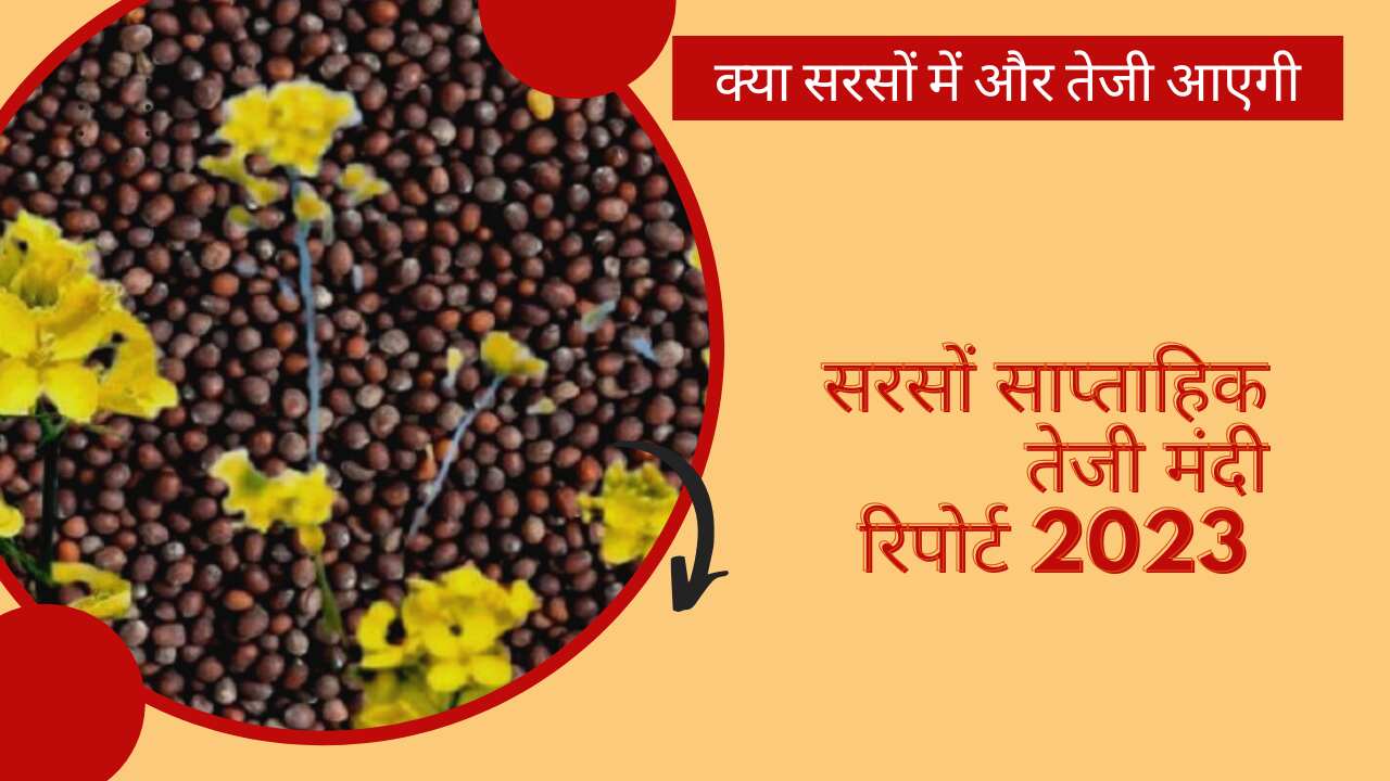 सरसों साप्ताहिक तेजी मंदी रिपोर्ट 2023