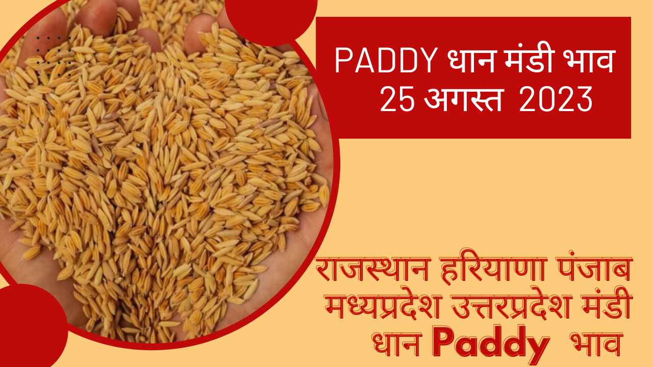 Paddy rate 25 August 2023