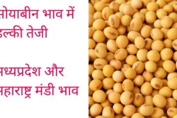 Soyabean rate 3 August 2023
