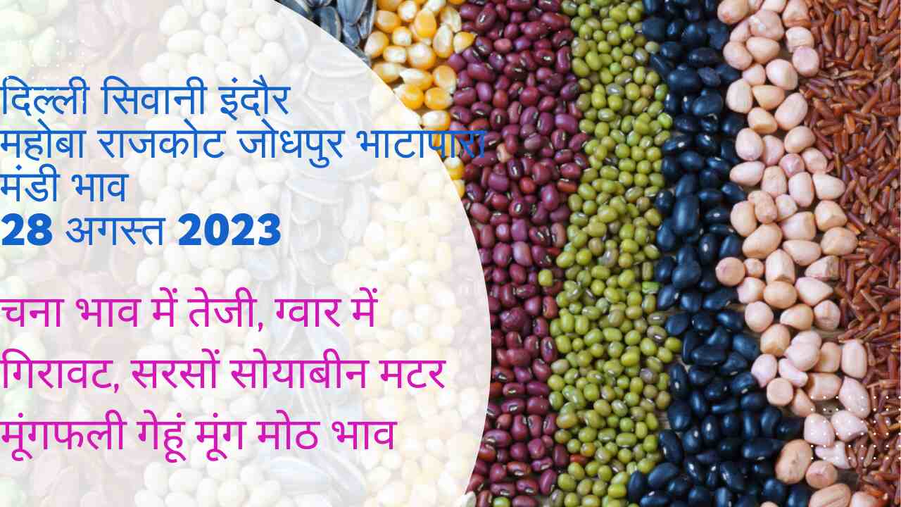 Jodhpur Delhi Indore siwani Mahoba Rajkot bhatpara mandi bhav 28 August 2023
