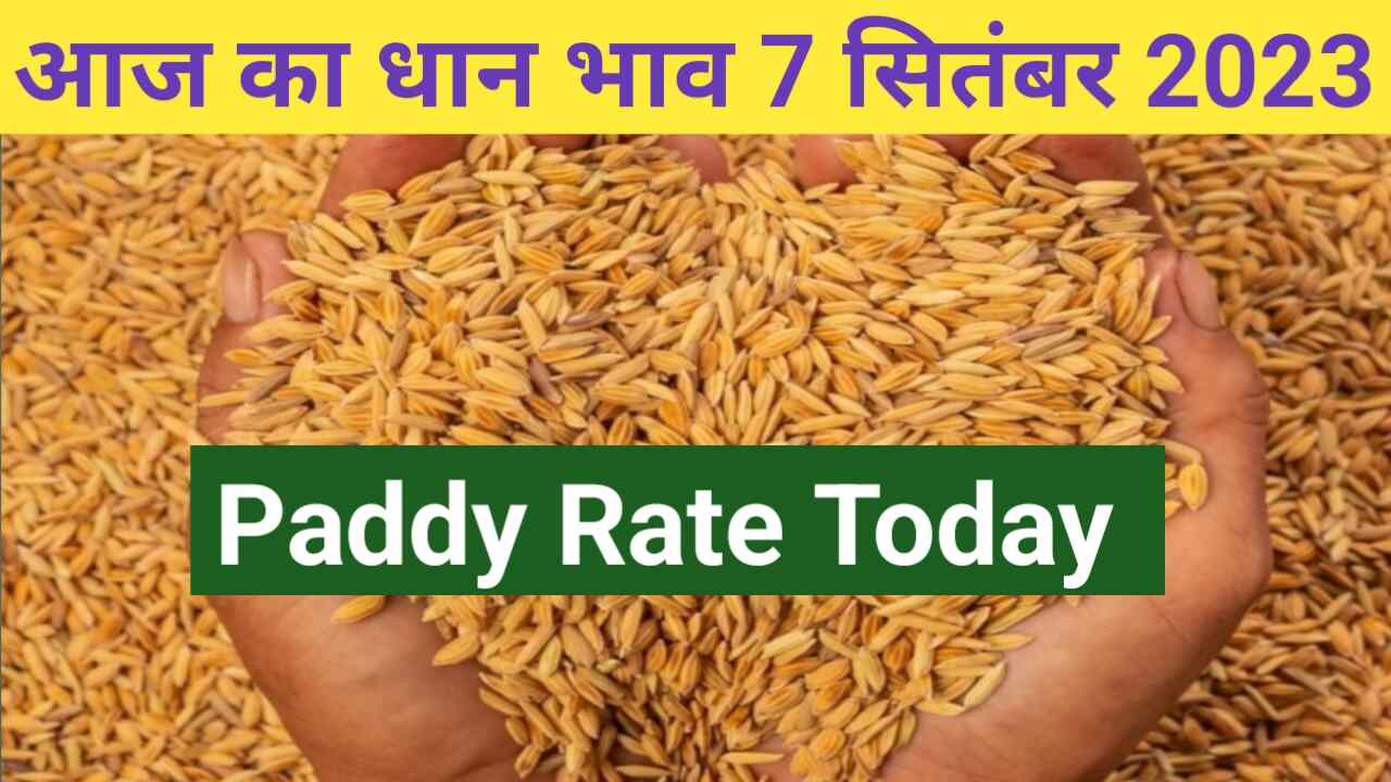 Dhaan mandi rate 7 September 2023