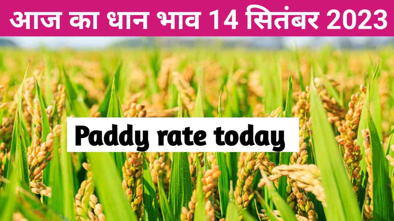 Paddy rate today 14 September 2023
