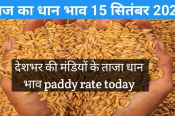 Paddy rate today 15 September 2023