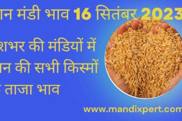 Paddy rate today 16 September 2023