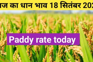 Paddy rate today 18 September 2023