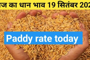 Paddy rate today 19 September 2023