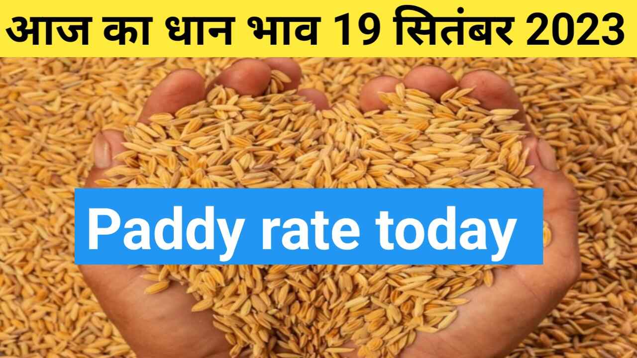 Paddy rate today 19 September 2023
