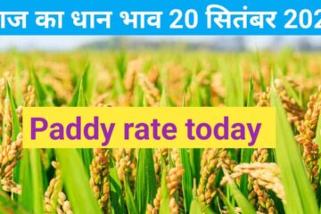 Dhaan mandi rate today 20 September 2023