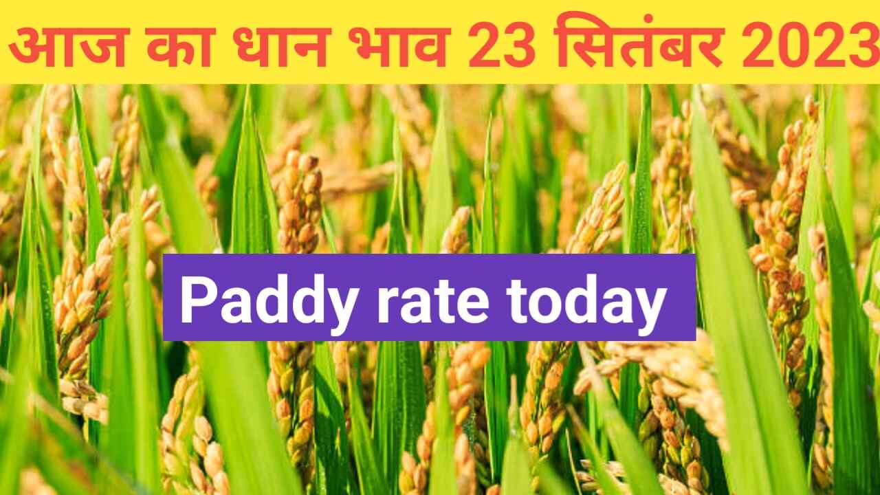 Paddy rate today 23 September 2023