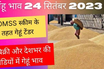 Wheat rate today 24 September & OMSS tender scheme