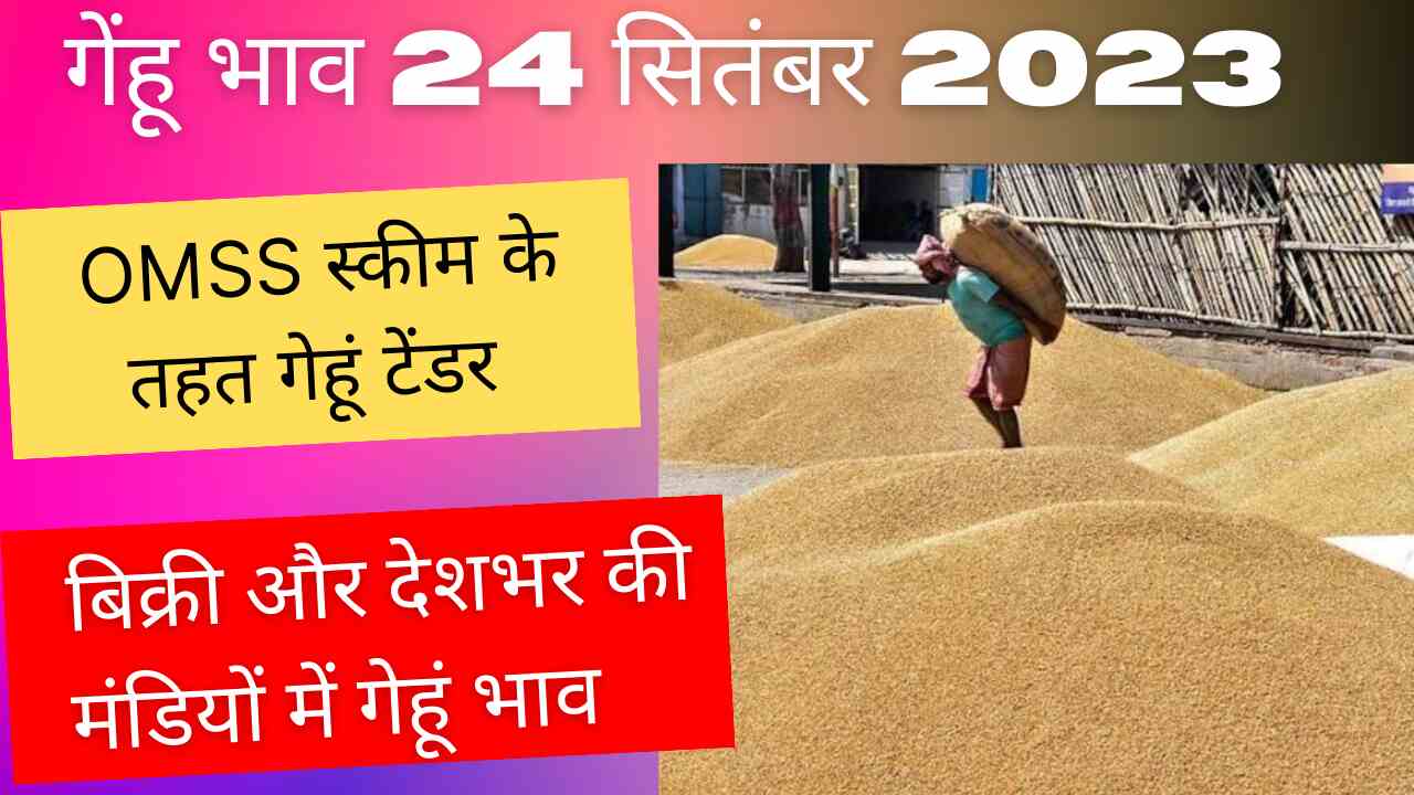 Wheat rate today 24 September & OMSS tender scheme