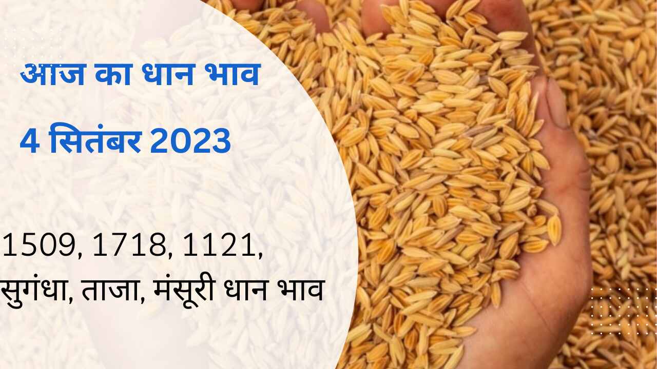 Dhaan mandi bhav 4 September 2023