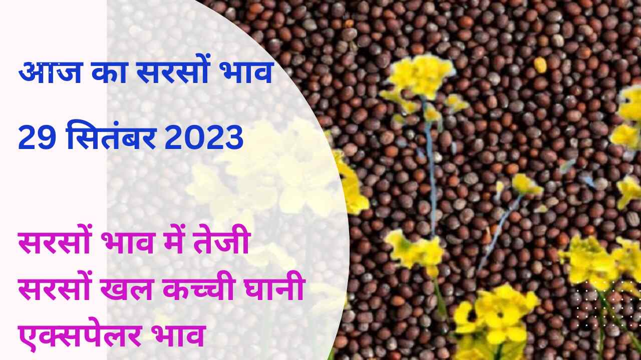 सरसों का ताजा भाव 29 सितंबर 2023