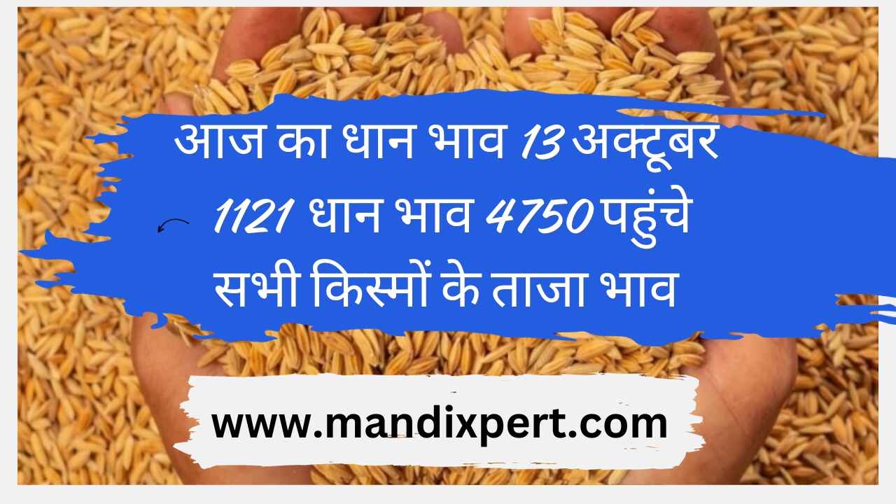 Paddy rate today 13 October 2023