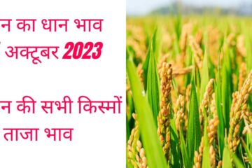 Paddy rate today 14 October 2023