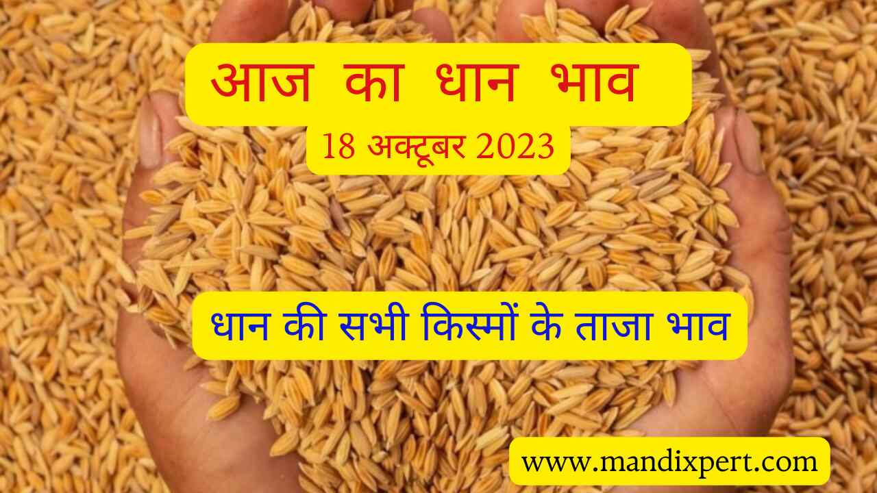 Paddy rate today 18 October 2023