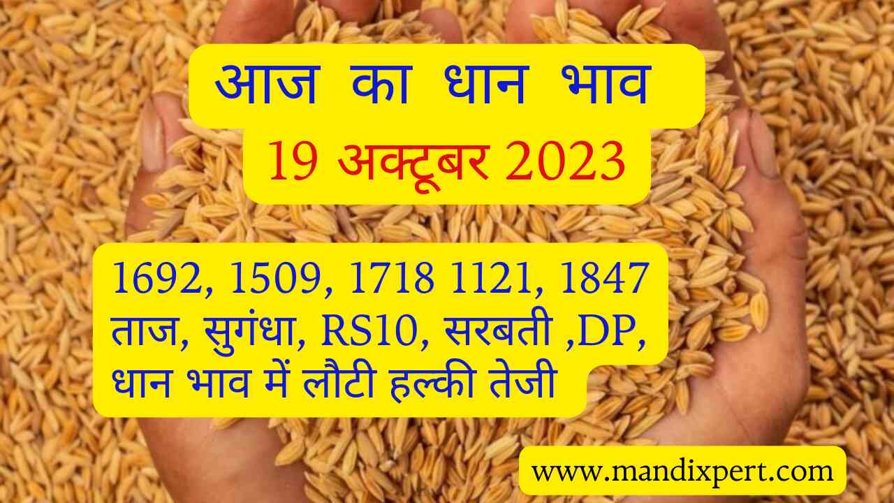 Paddy rate today 19 October 2023