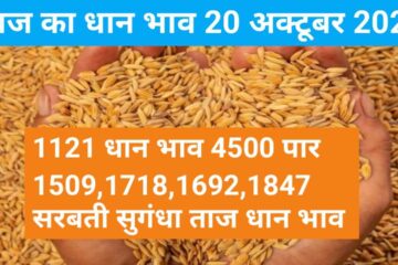 Paddy rate today 20 October 2023