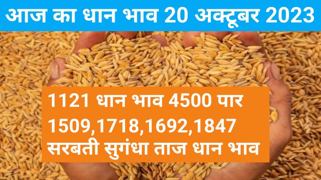 Paddy rate today 20 October 2023