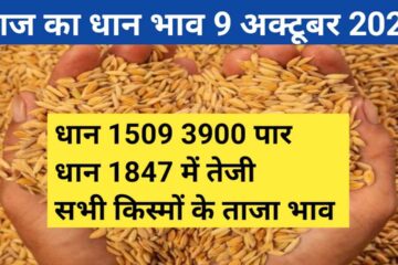Paddy rate today 9 October 2023