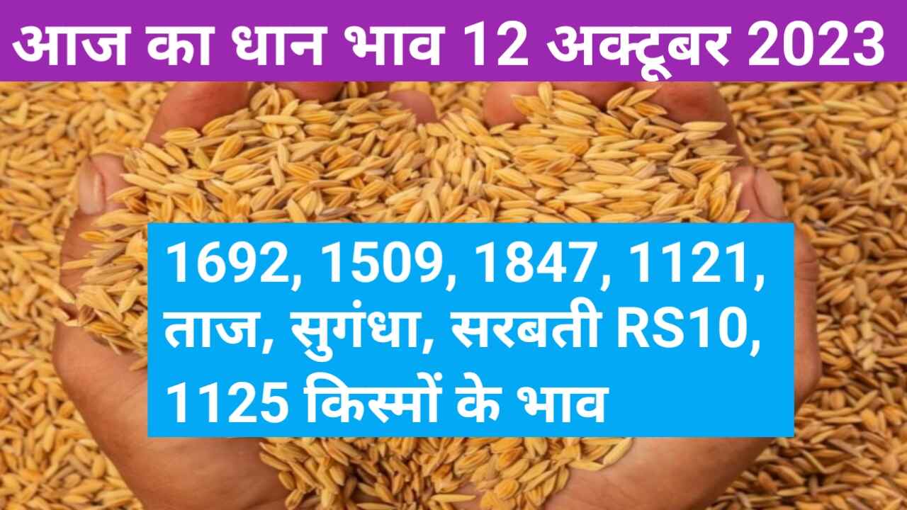 Paddy rate today 12 October 2023