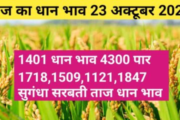 Paddy rate today 23 October 2023