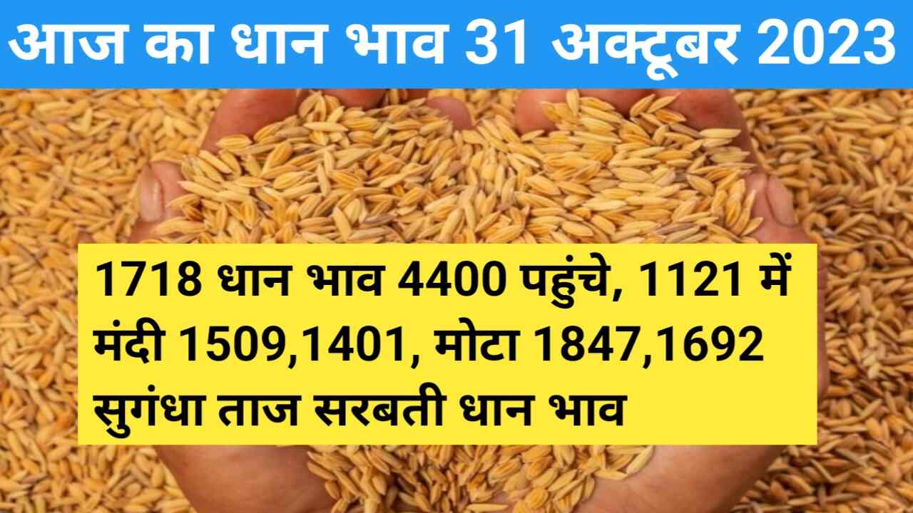 Paddy rate today 31 October 2023