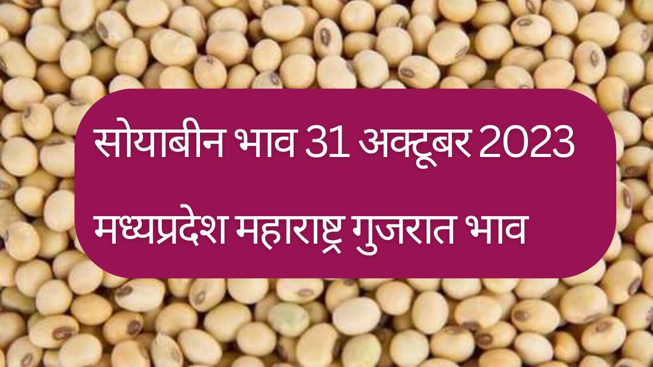 Soyabean rate today 31 October 2023