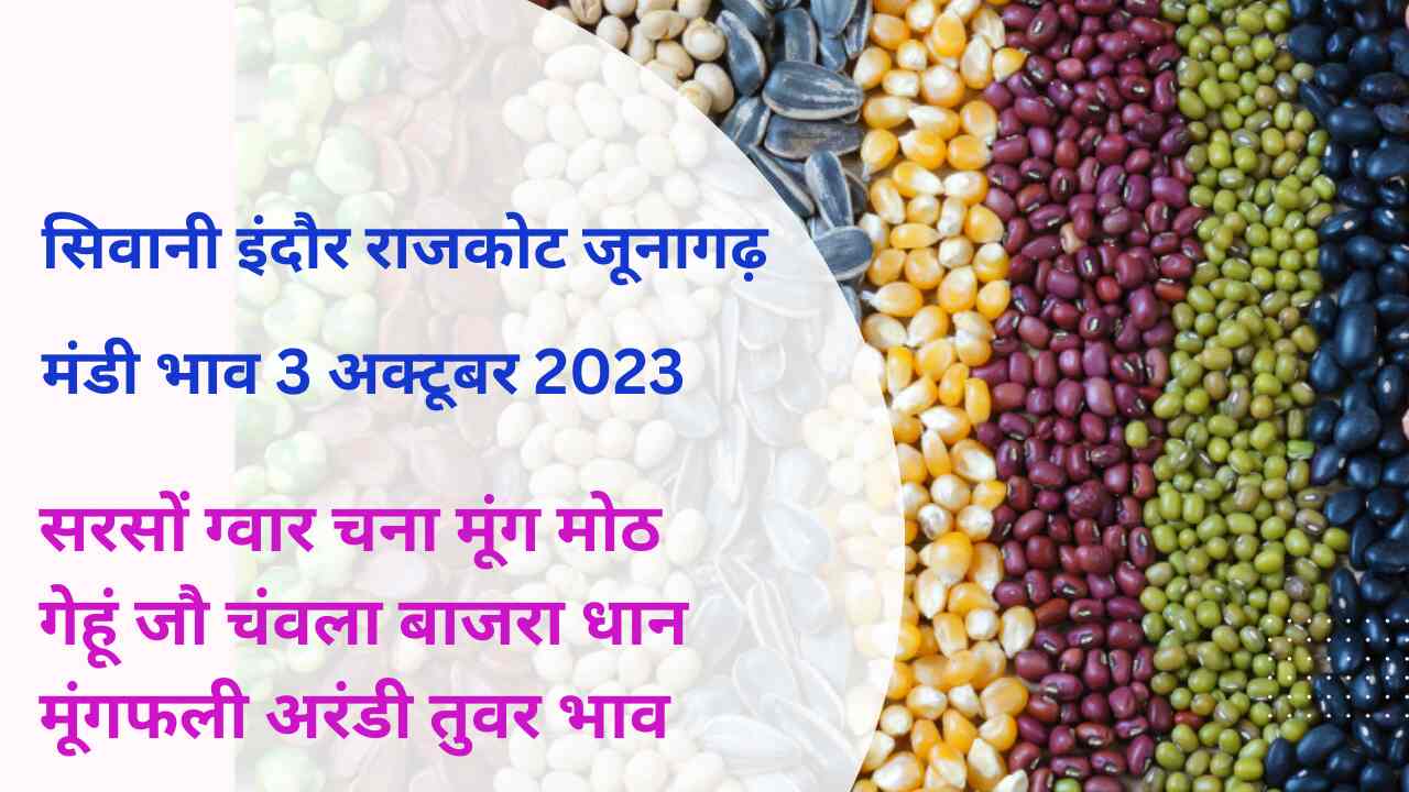 Siwani Indore Rajkot Junagarh Mandi bhav 3 October 2023