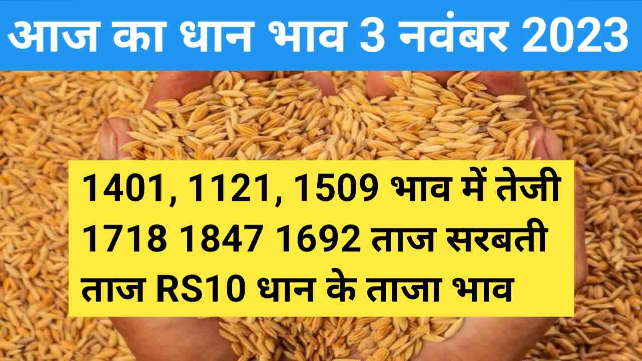 Paddy rate today 3 November 2023