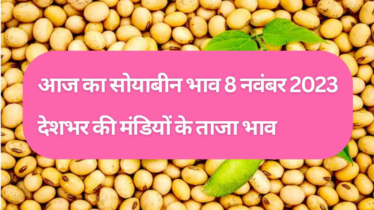 Soyabean rate today 8 November 2023
