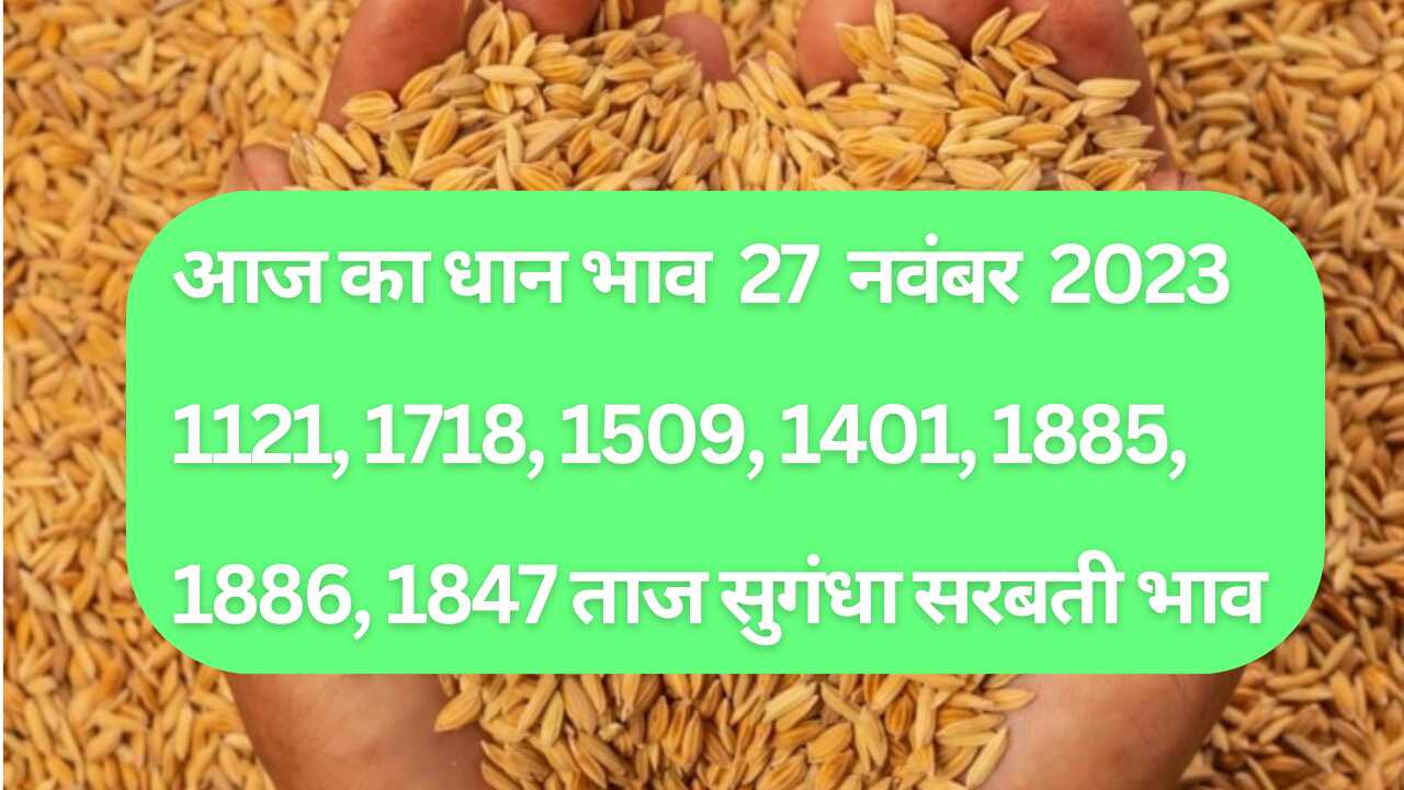Paddy rate today 27 November 2023