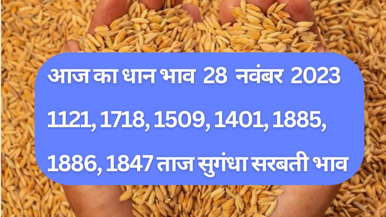 Paddy rate today 28 November 2023