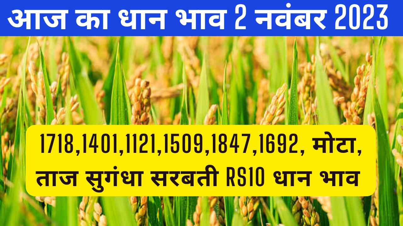 Paddy rate today 2 November 2023