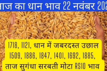 Paddy rate today 22 November 2023