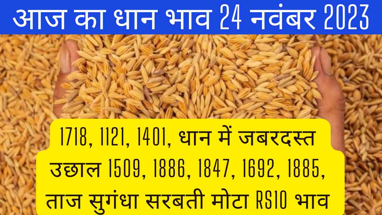 Paddy rate today 24 November 2023