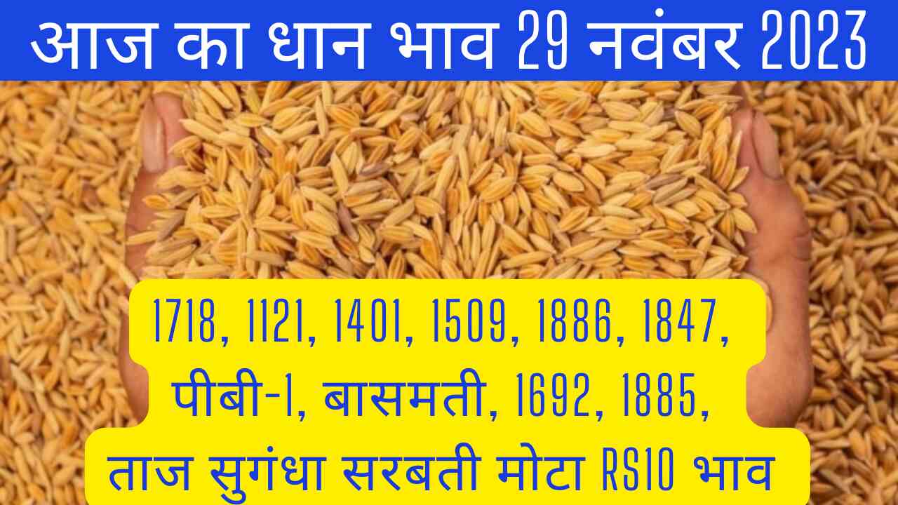 Paddy rate today 29 November 2023