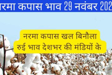 Cotton rate today 29 November 2023