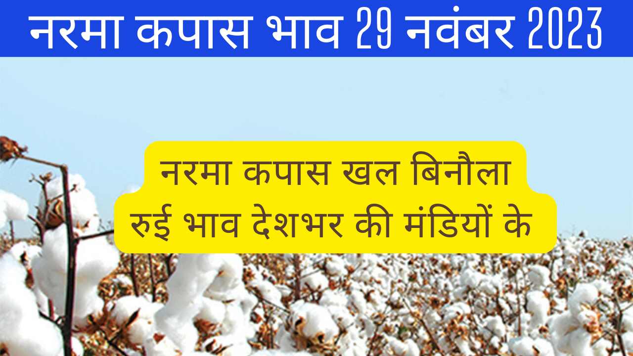 Cotton rate today 29 November 2023