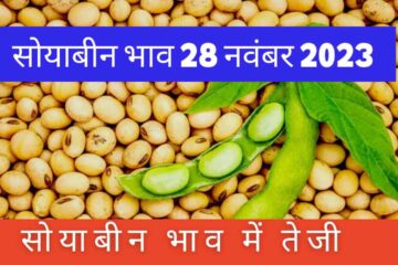 Soyabean rate today 28 November 2023