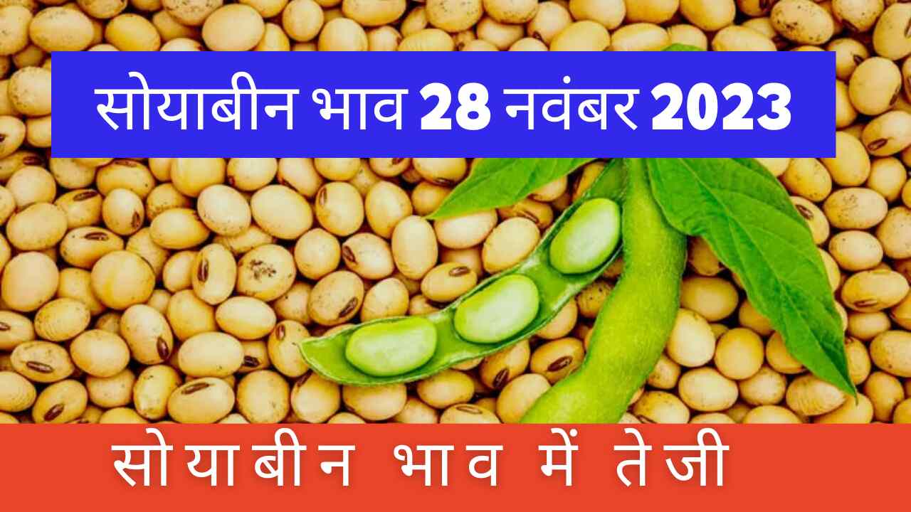 Soyabean rate today 28 November 2023