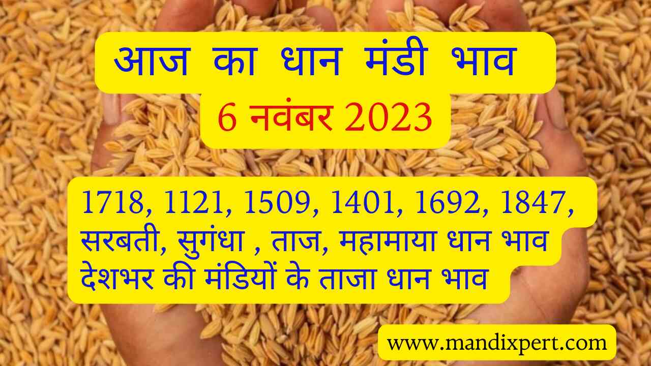 Paddy rate today 6 November 2023