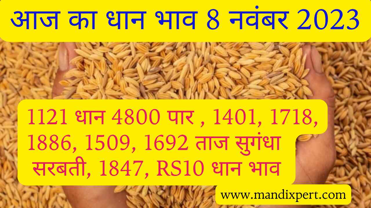 Paddy rate today 8 November 2023