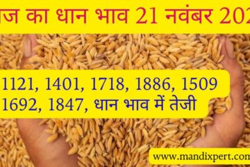 Paddy rate today 21 November 2023